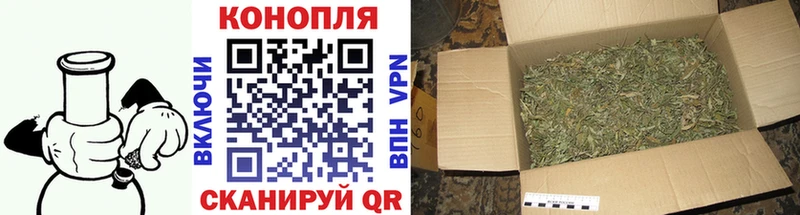 Канабис сатива  Сясьстрой 